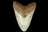 Fossil Megalodon Tooth - North Carolina #124388-1